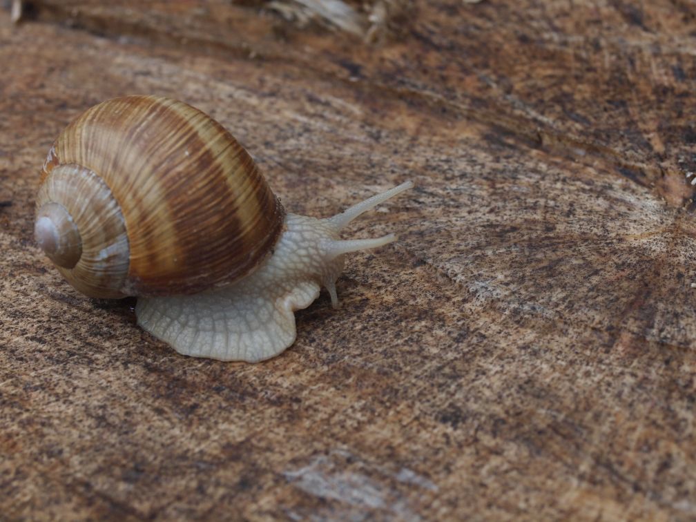 Weinbergschnecke